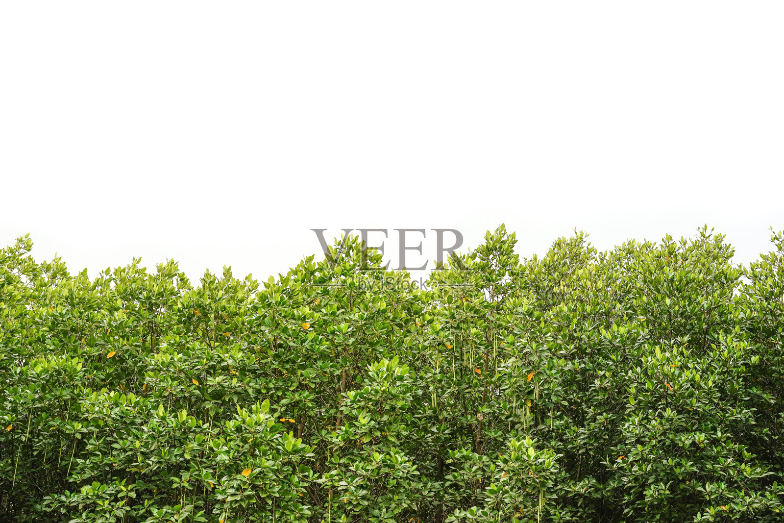 有天空的红树林。照片摄影图片