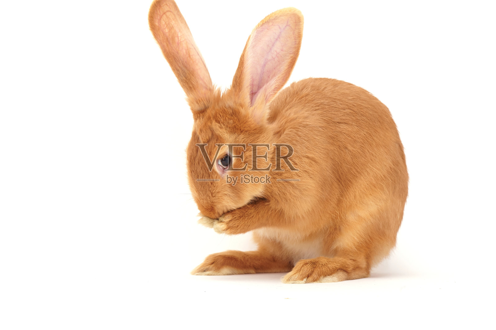兔子坐在白色的背景照片摄影图片