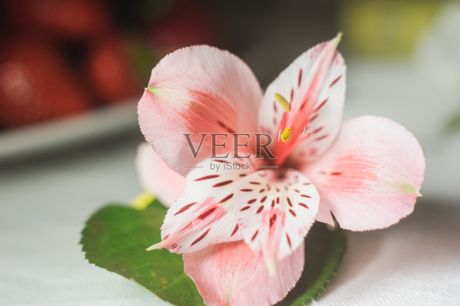 婚礼装饰花照片摄影图片