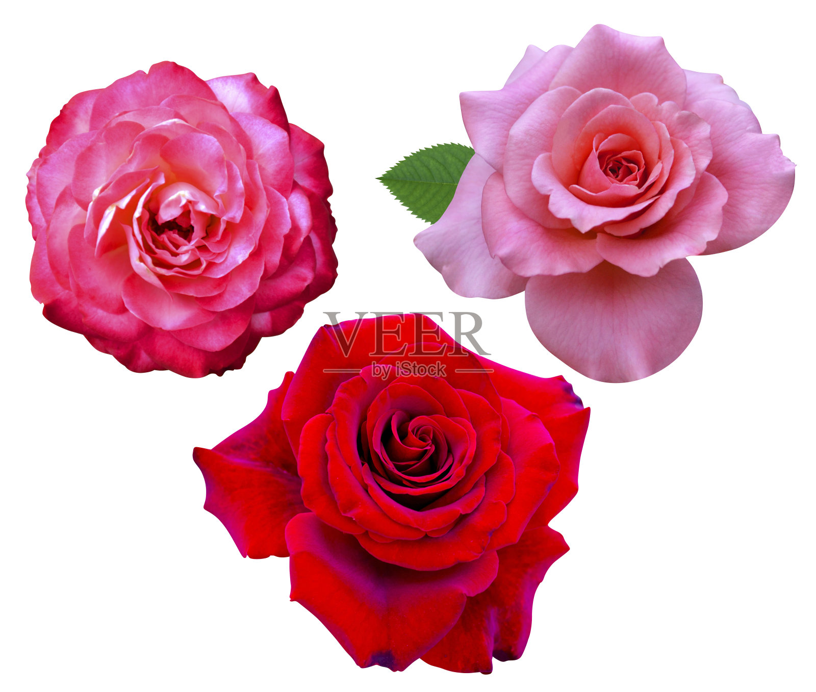 玫瑰照片摄影图片