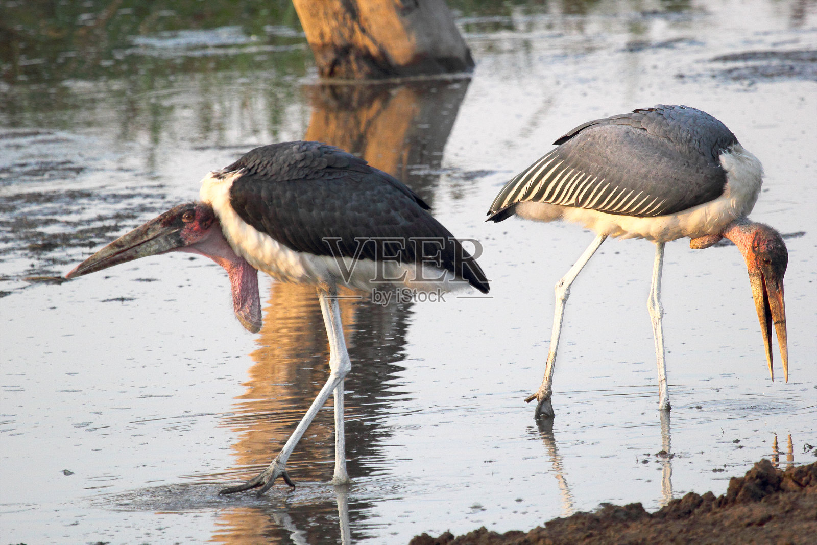 水里有两只鹳照片摄影图片