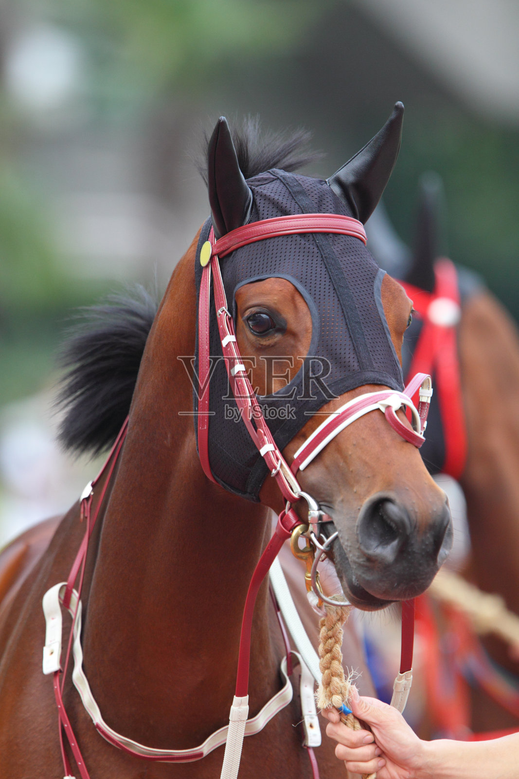带耳塞的马头照片摄影图片