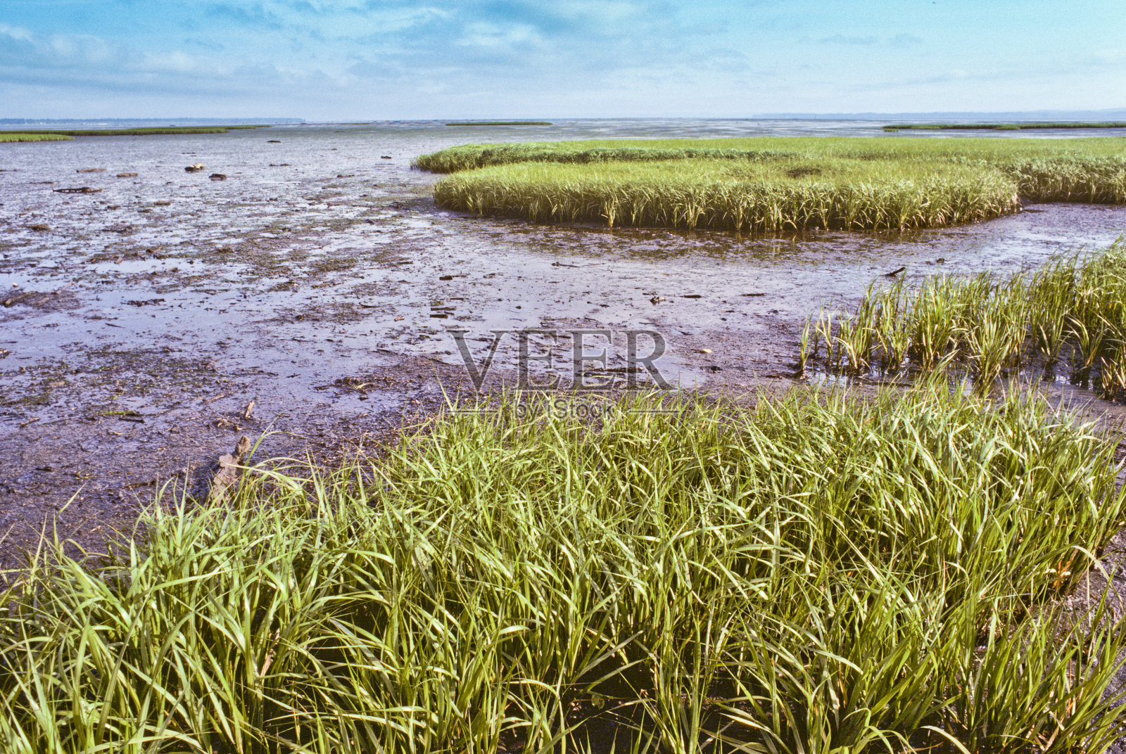 咸水沼泽和草照片摄影图片