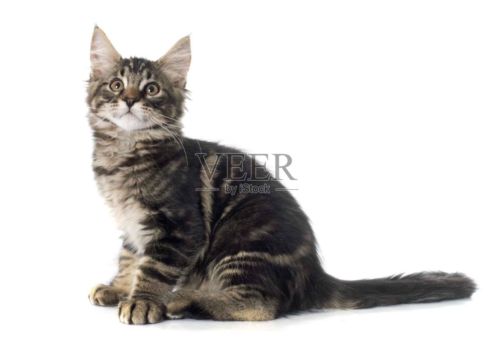 缅因库恩猫照片摄影图片