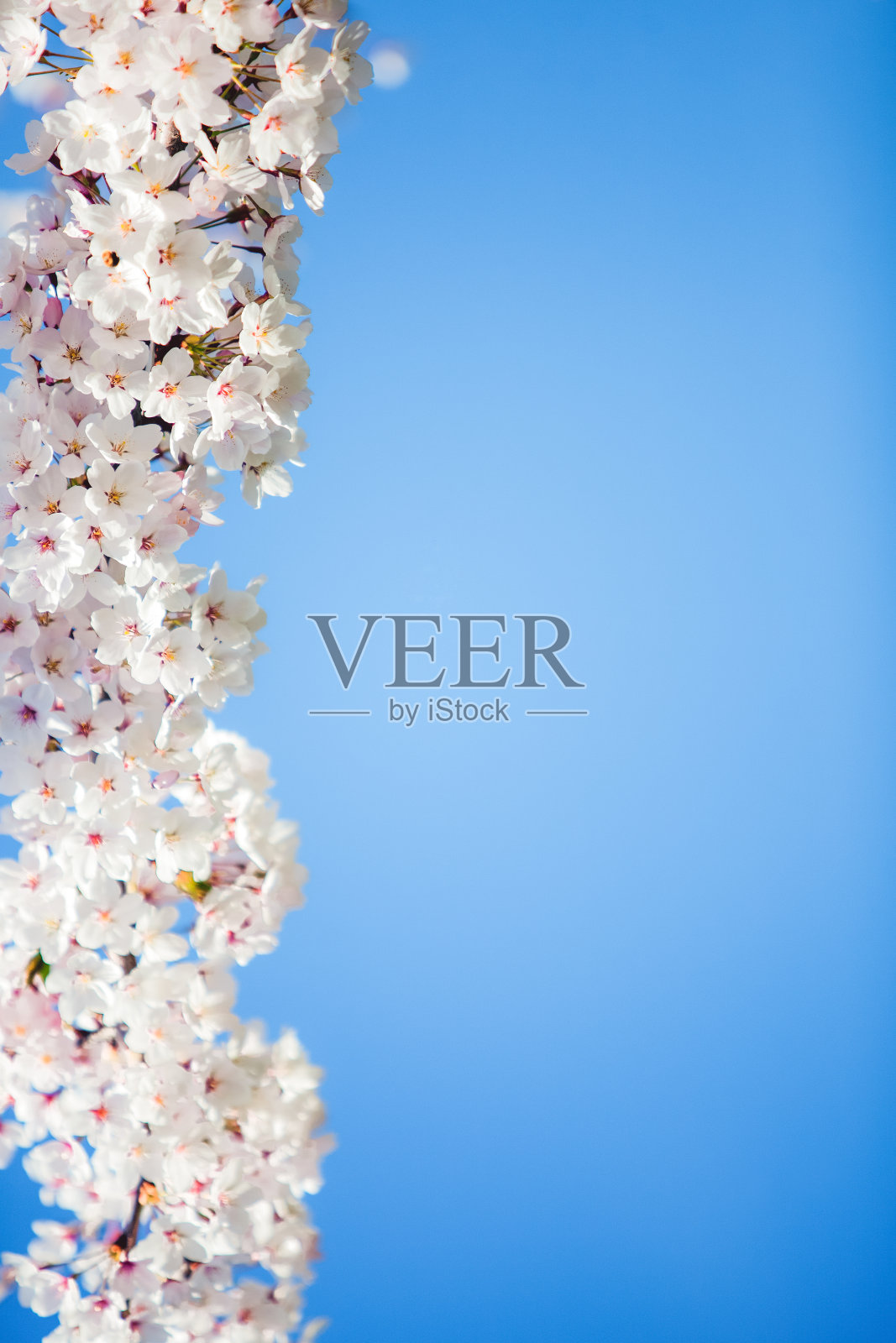 春天盛开的鲜花照片摄影图片