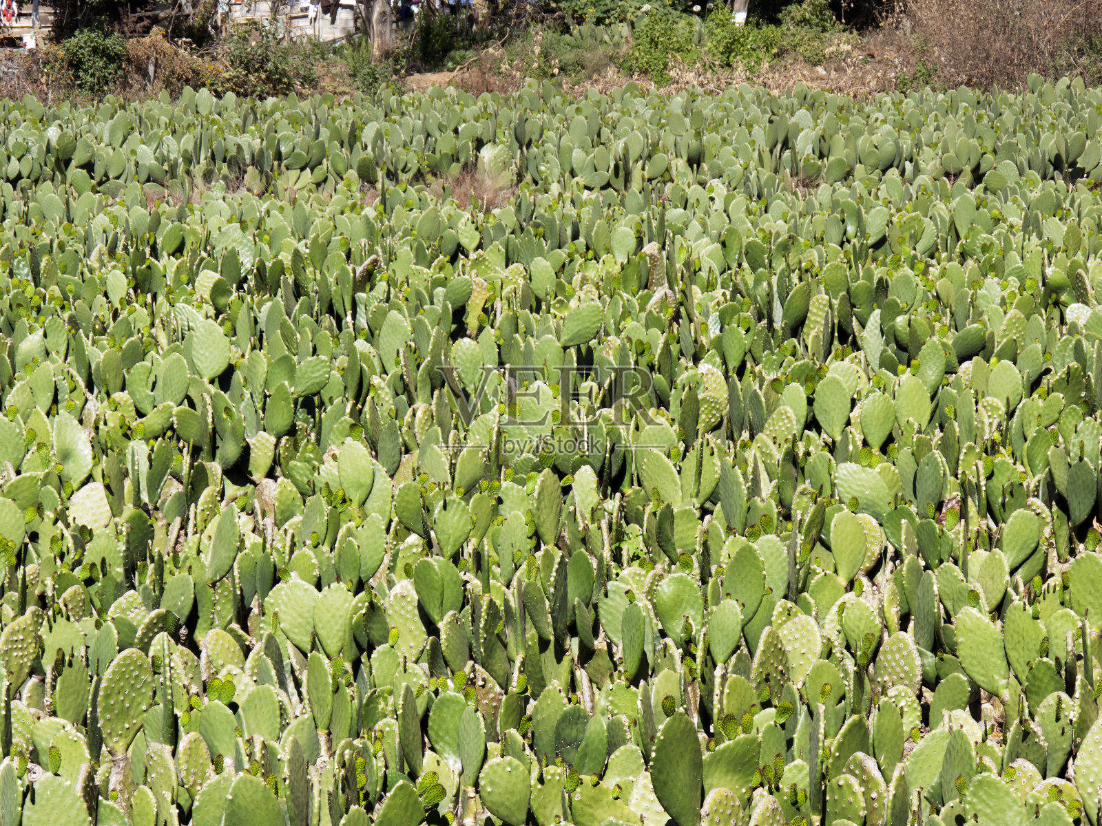 可食用的仙人掌(nopales)墨西哥的田野照片摄影图片