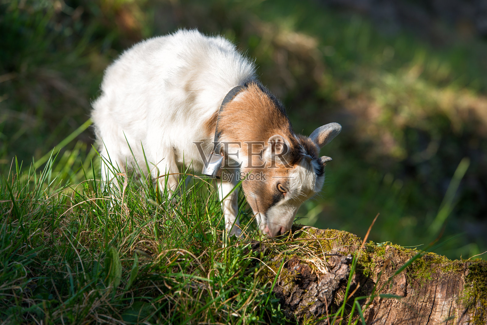 小山羊吃草照片摄影图片