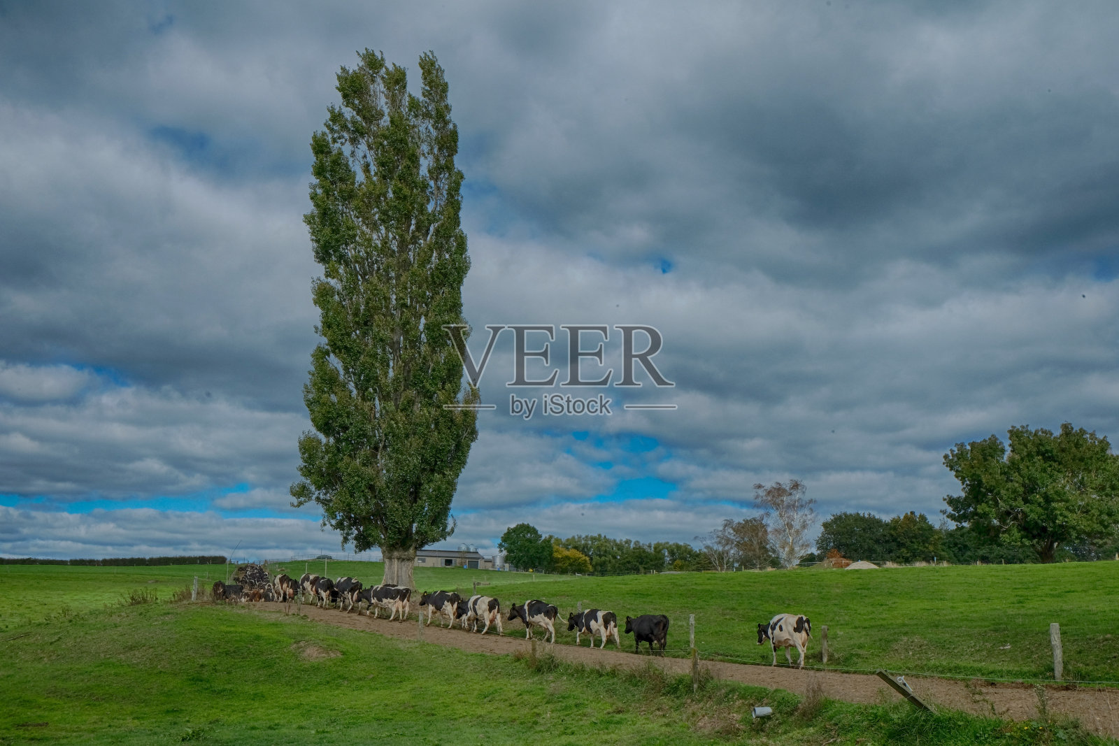 奶牛在农场里赛跑。照片摄影图片
