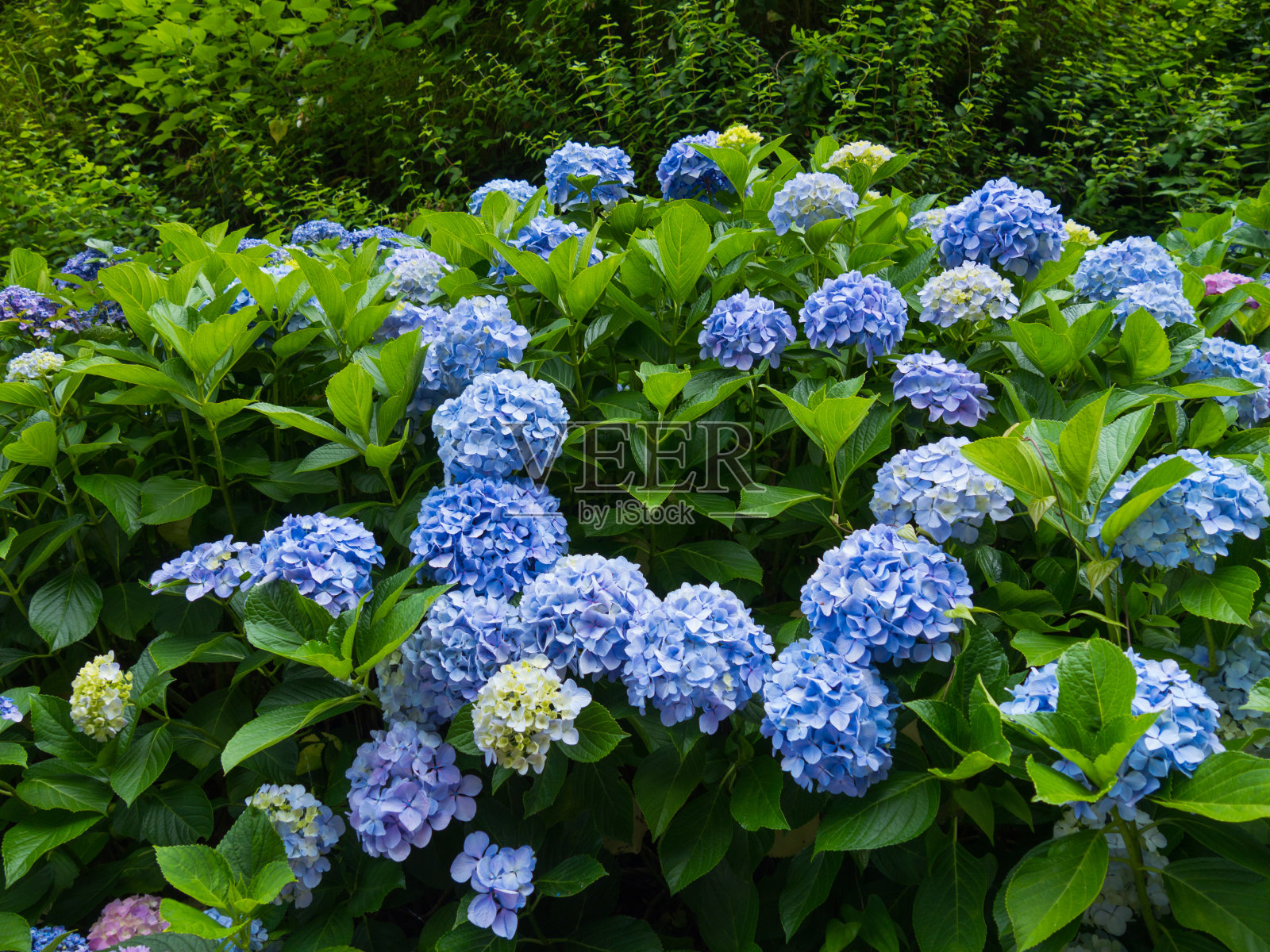 绣球花照片摄影图片