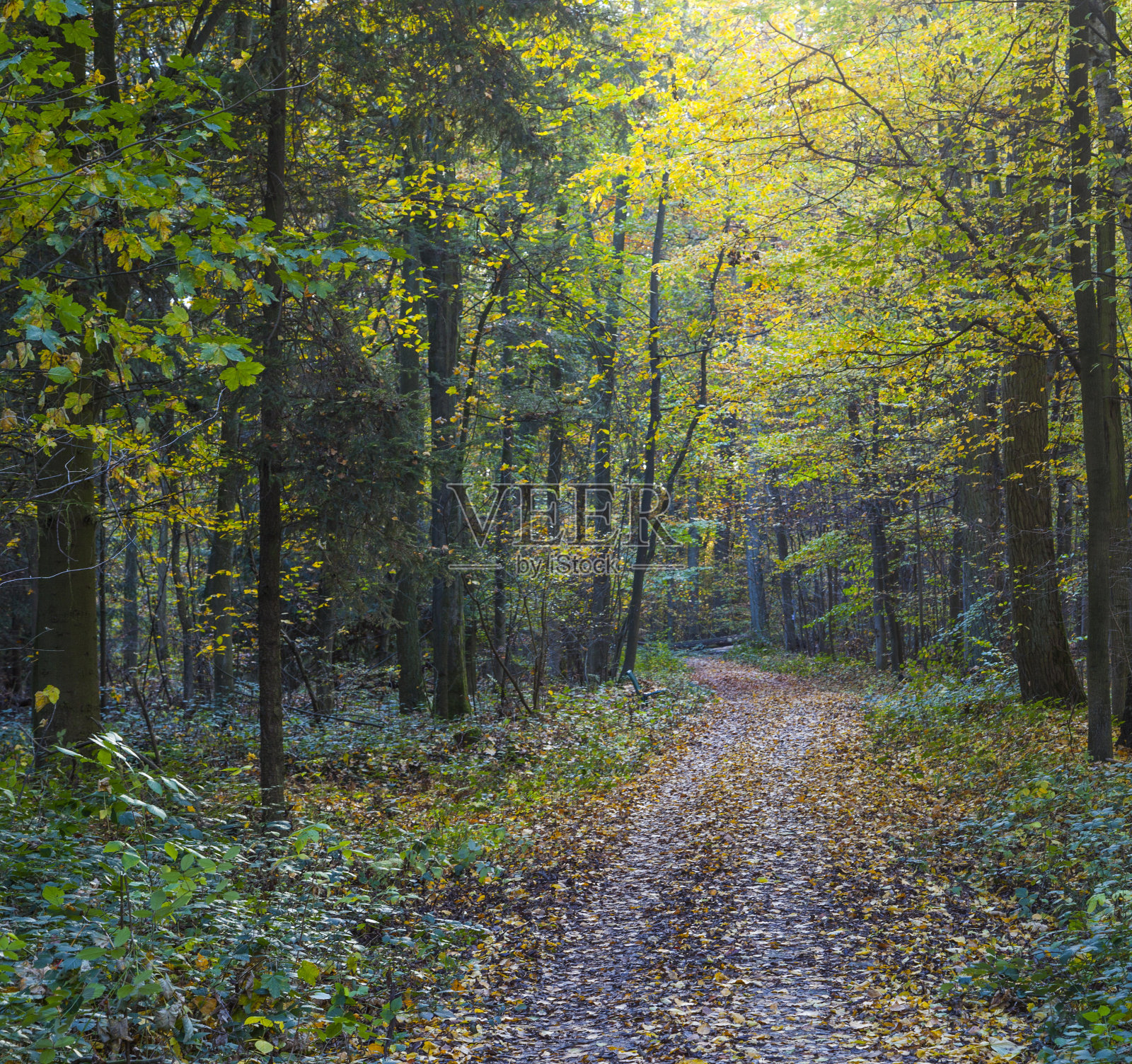 穿过橡树林的小路照片摄影图片