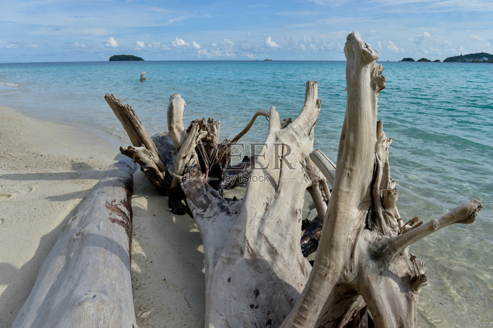 泰国热带海滩上的枯树图片照片摄影图片