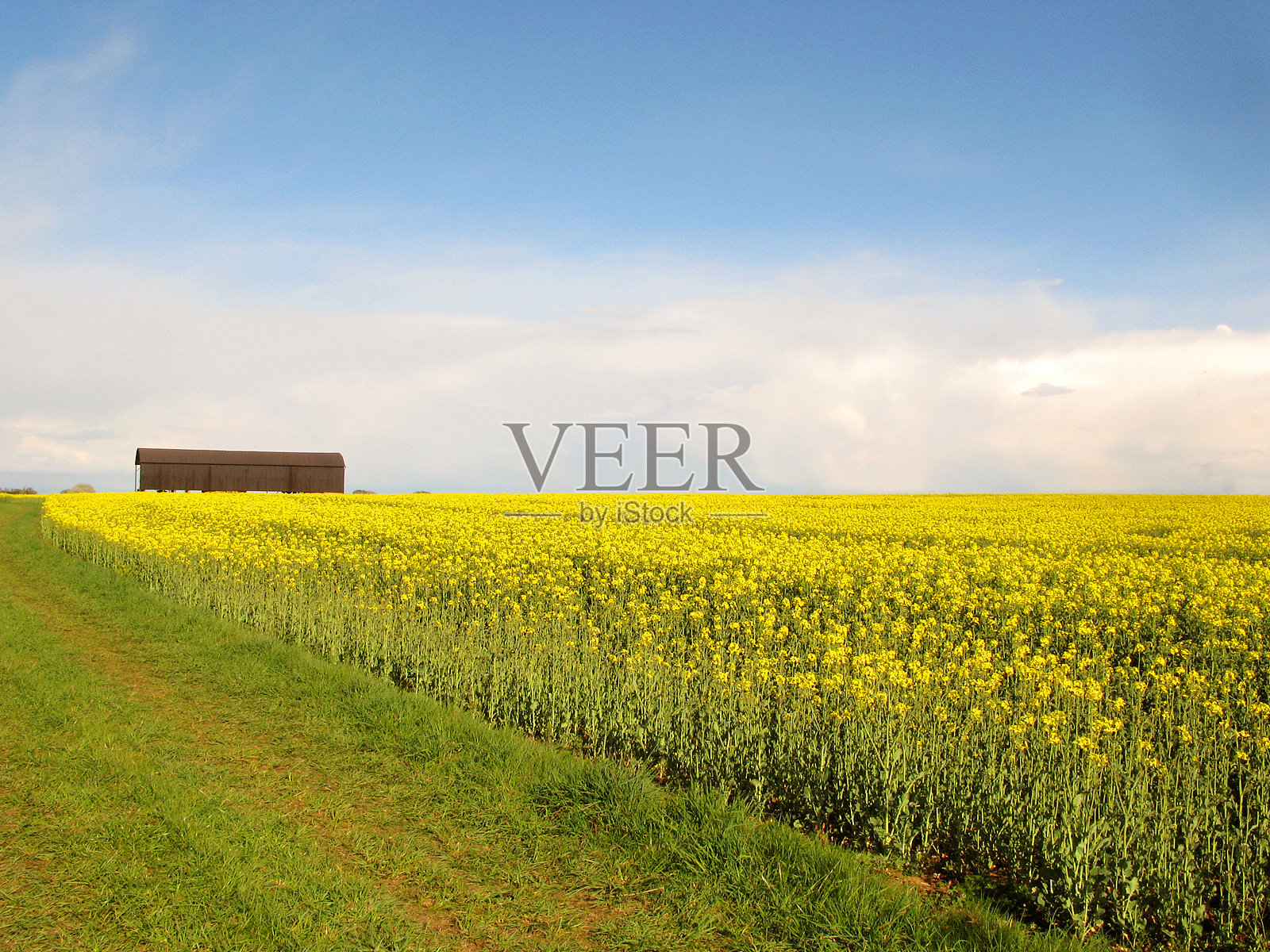 油菜地照片摄影图片