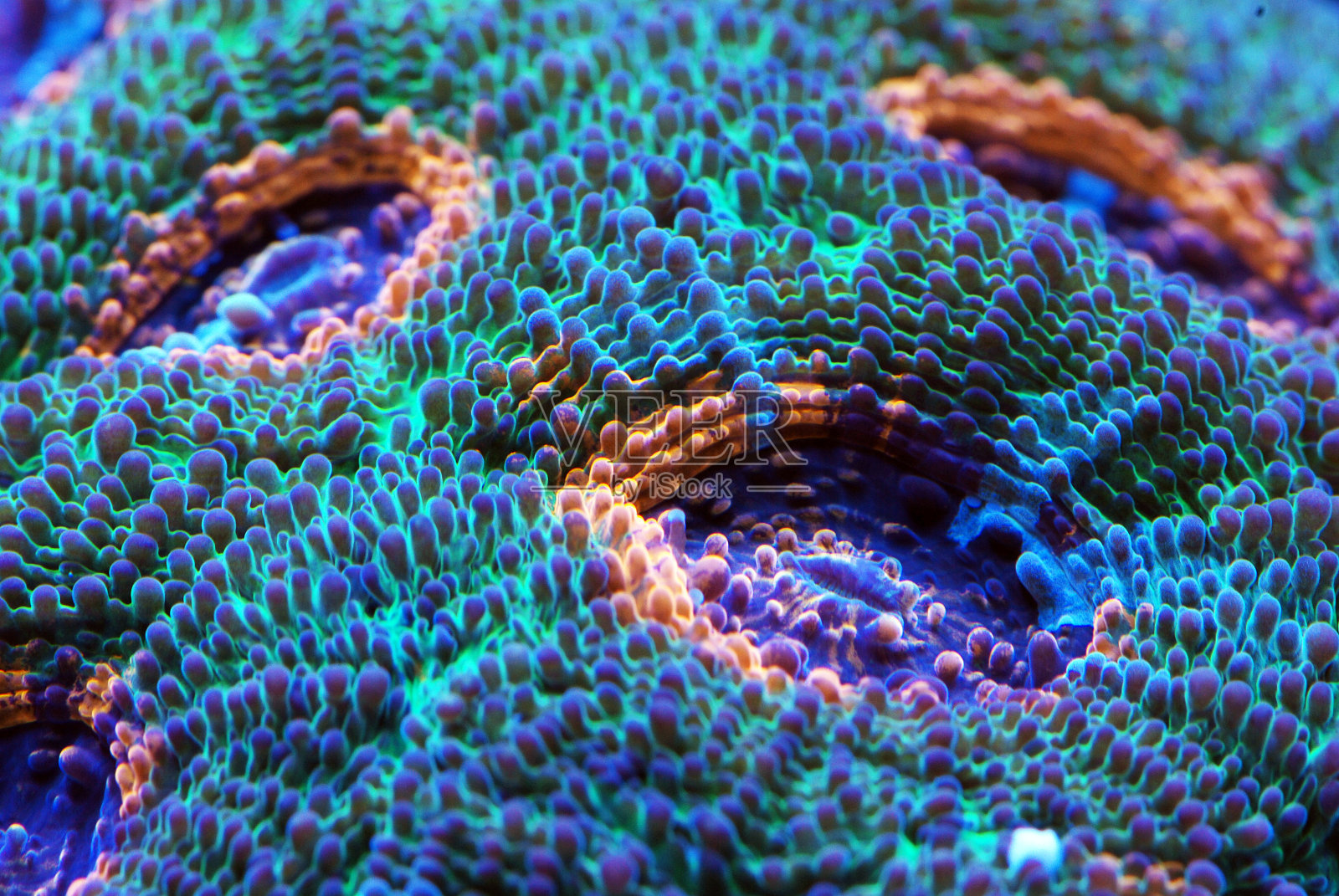 热带礁珊瑚刺珊瑚照片摄影图片