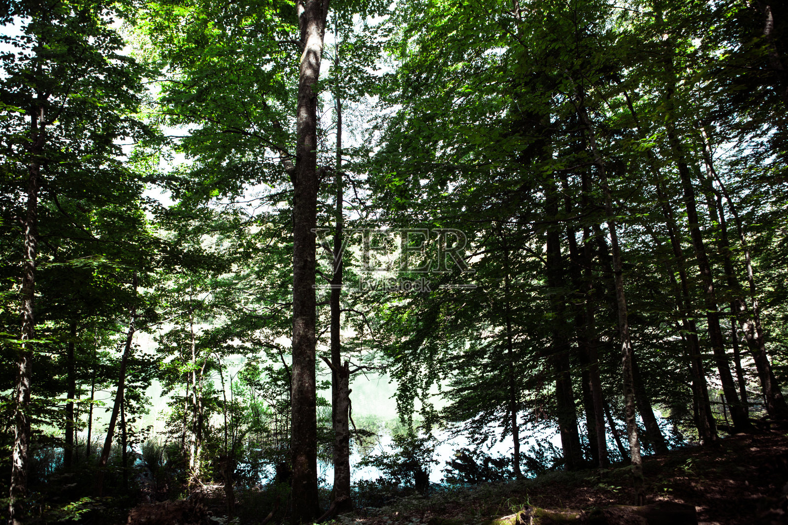 特国家公园照片摄影图片