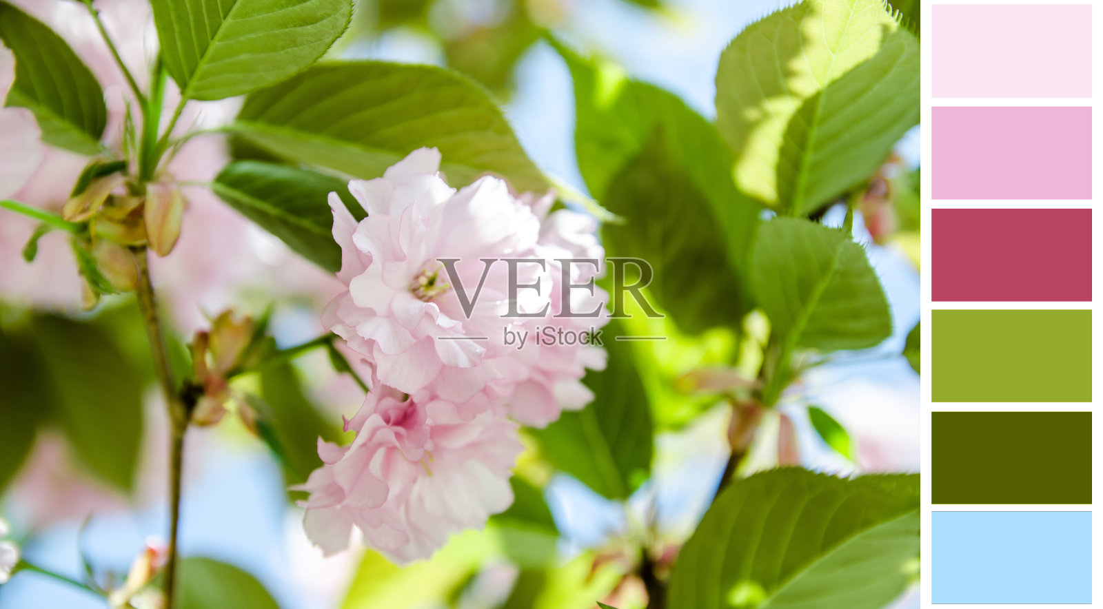 樱花背景调色板与赠送的色板照片摄影图片