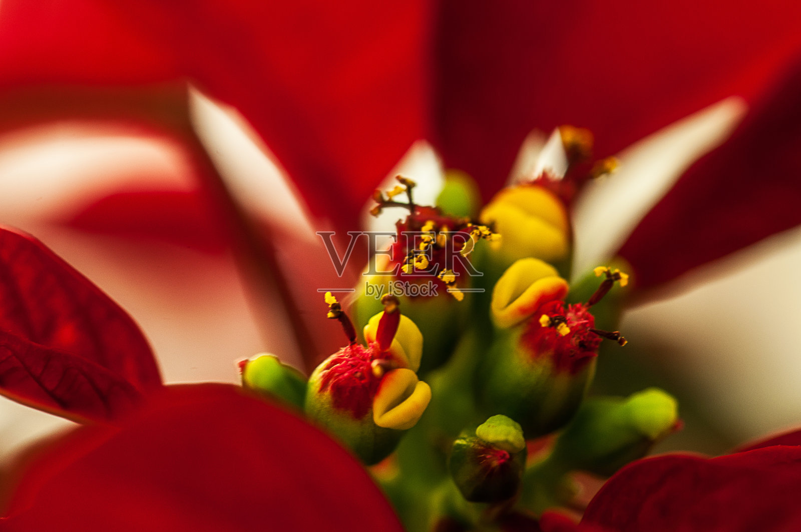 红植物艳心照片摄影图片