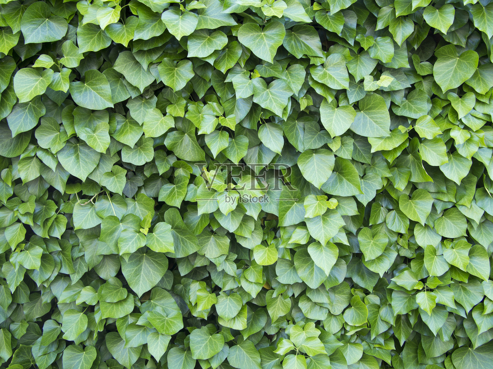 绿色的树叶照片摄影图片