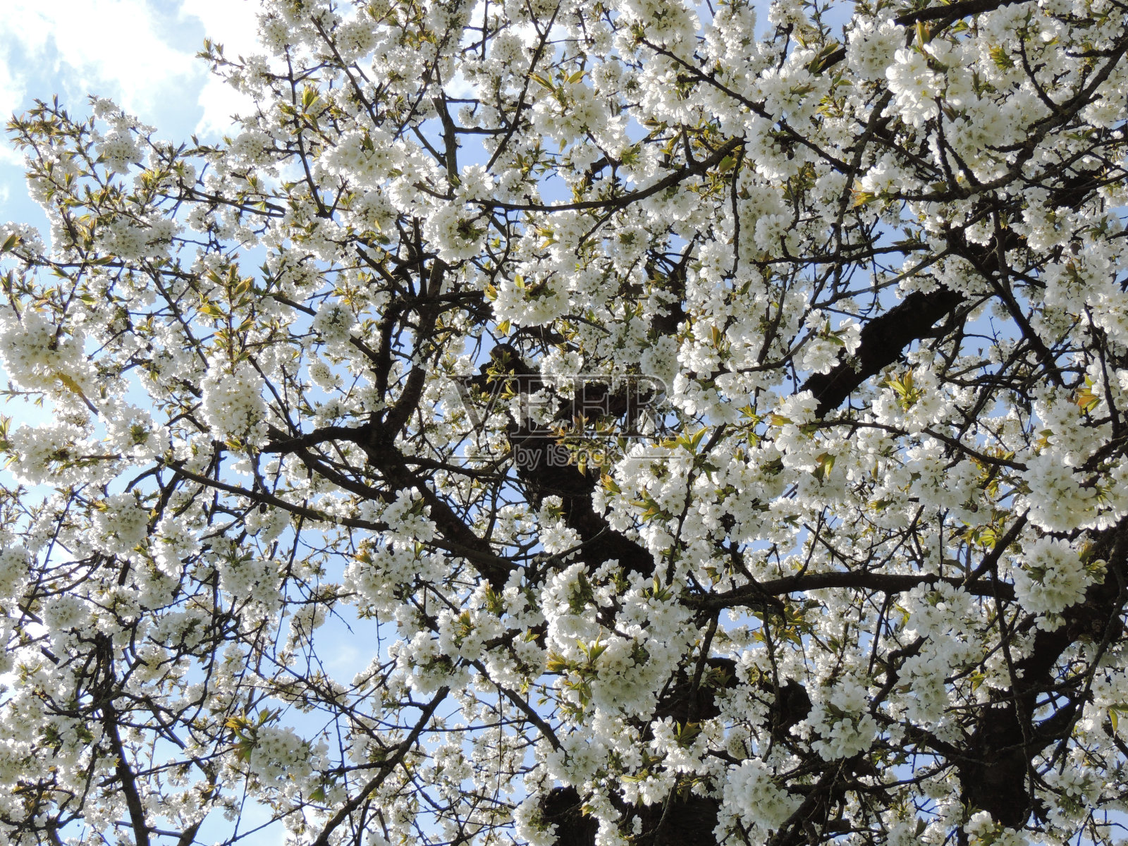 基尔希布尔？十照片摄影图片