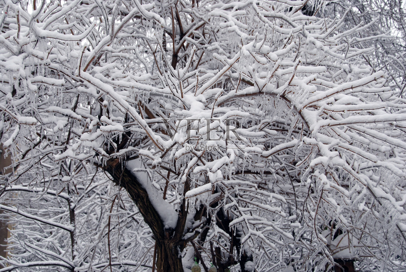树在冰雪下照片摄影图片