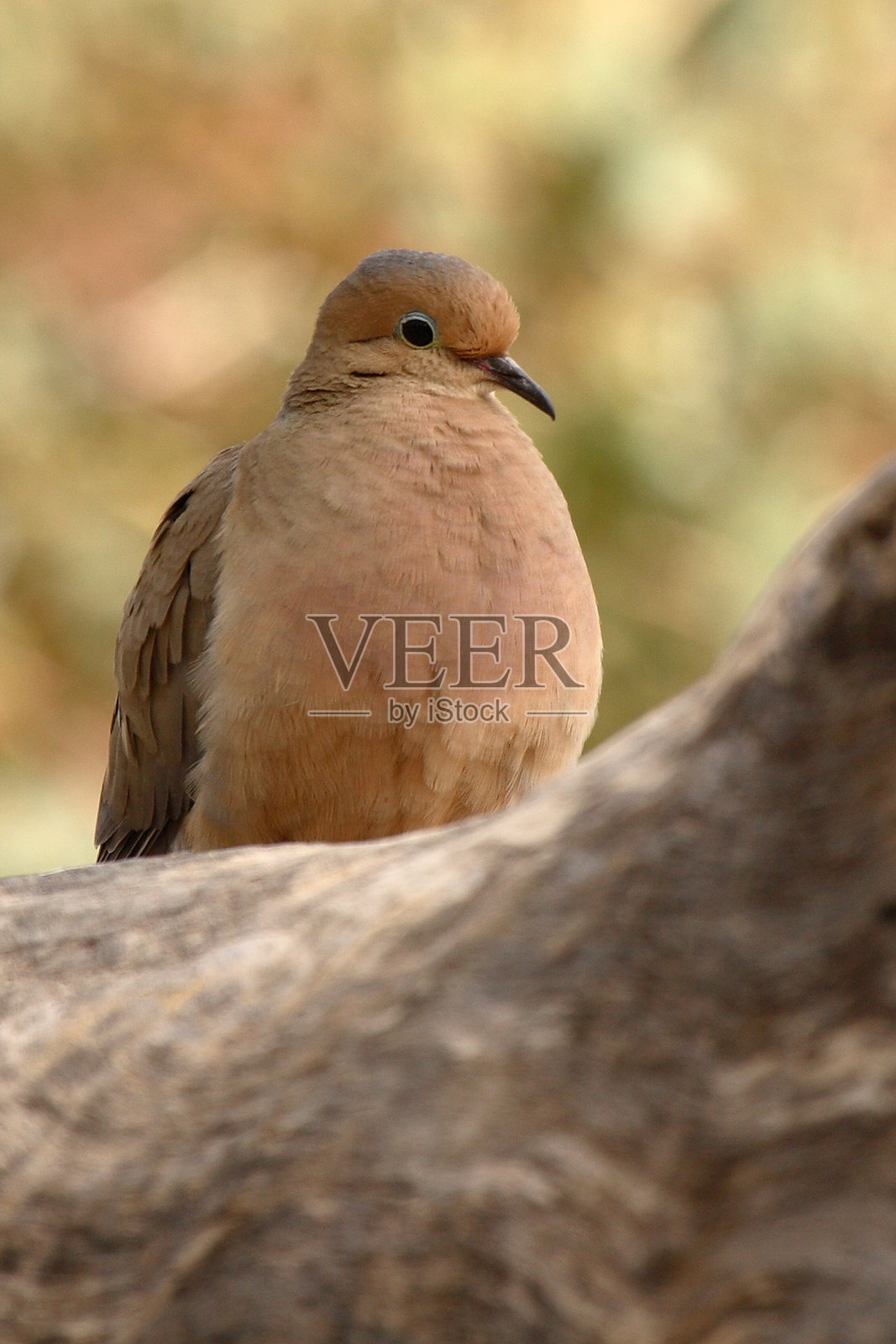 哀鸠休息照片摄影图片