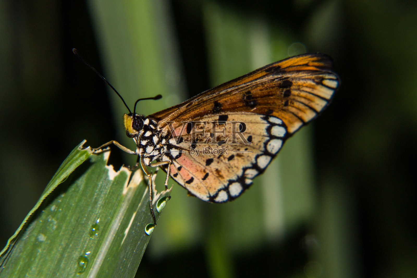 绿叶中的蝴蝶照片摄影图片