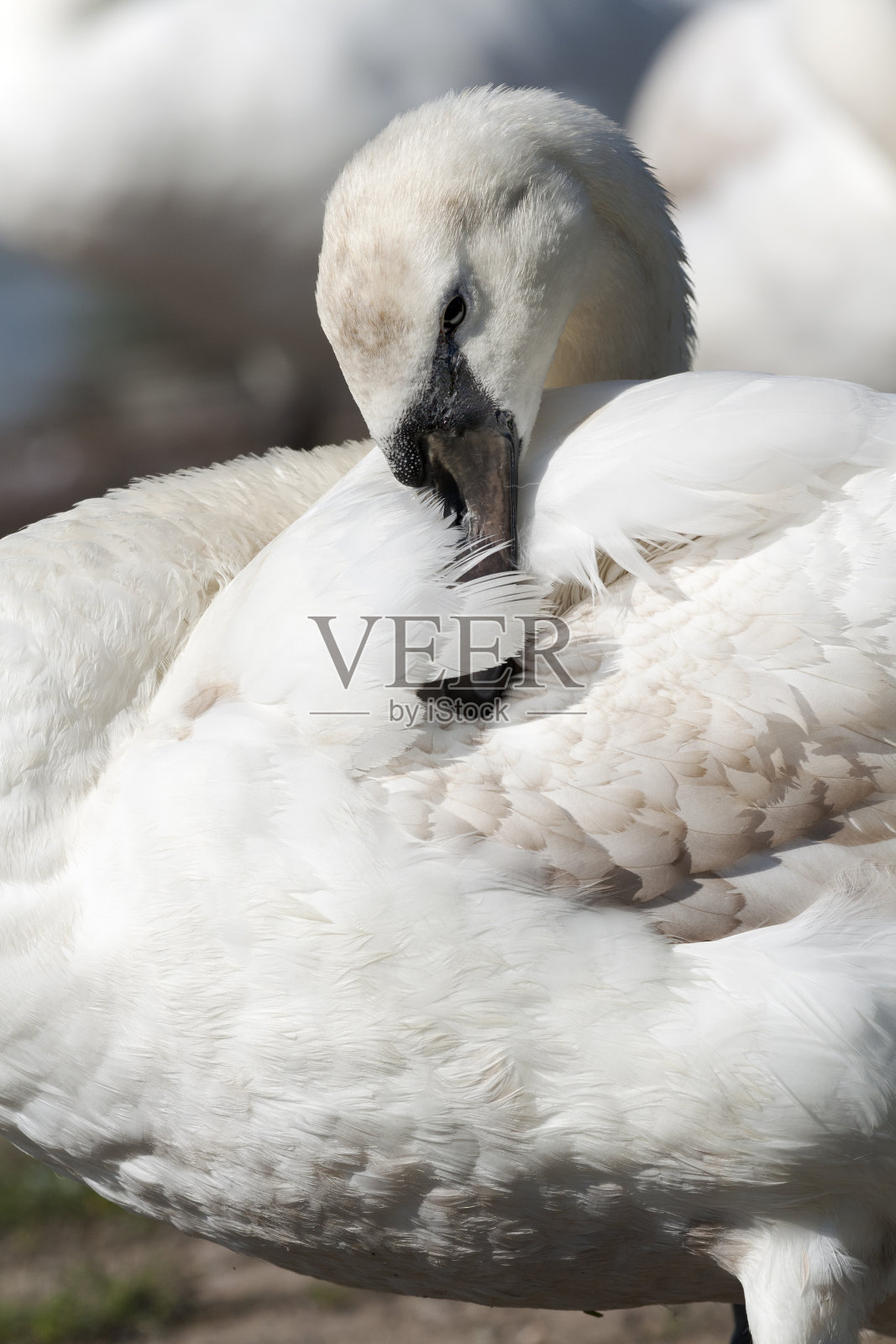 天鹅照片摄影图片