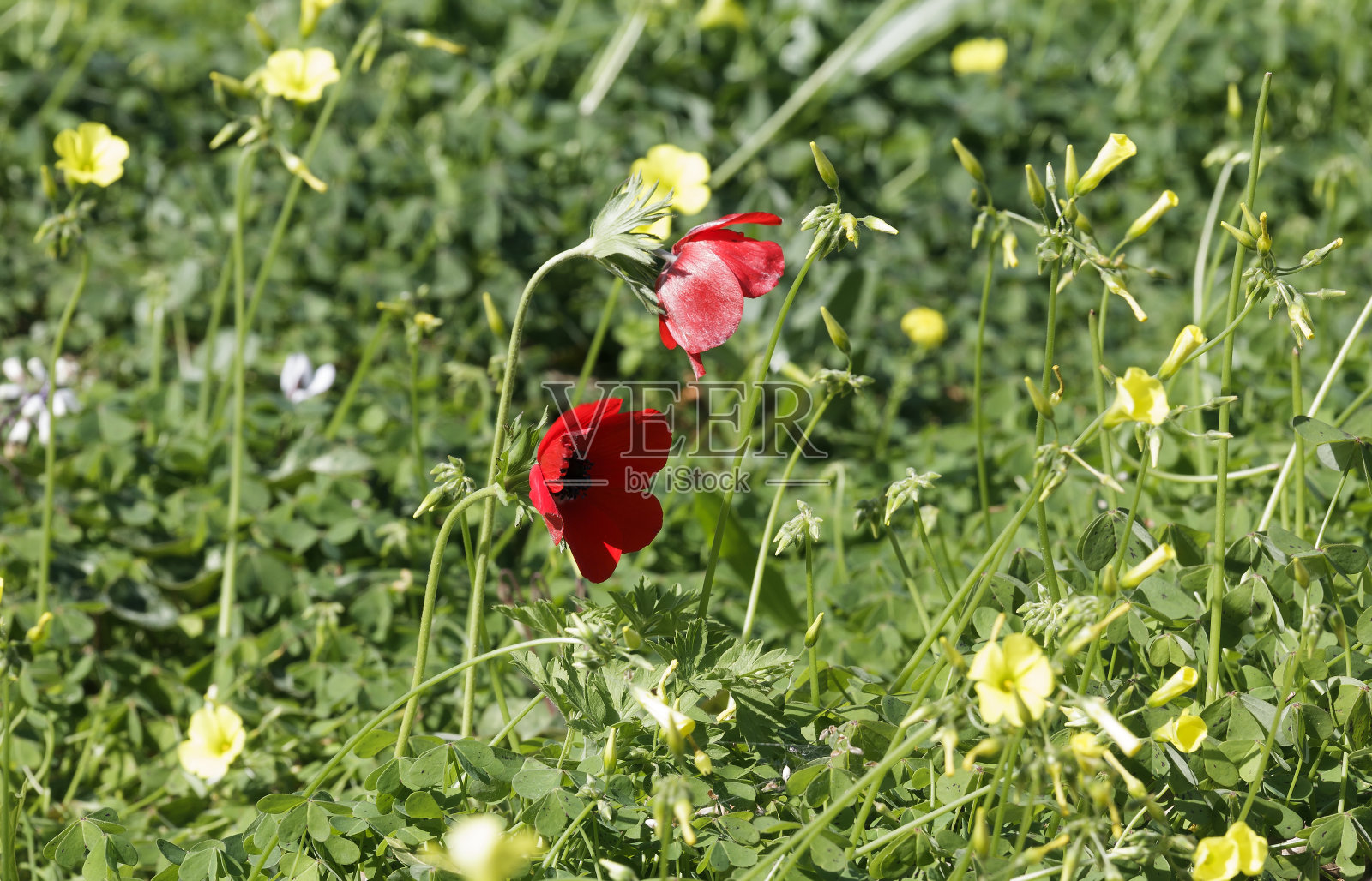 海葵是照片摄影图片