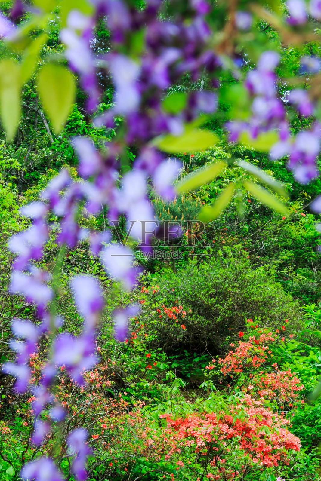 野紫藤与橙色杜鹃花在日本的森林照片摄影图片
