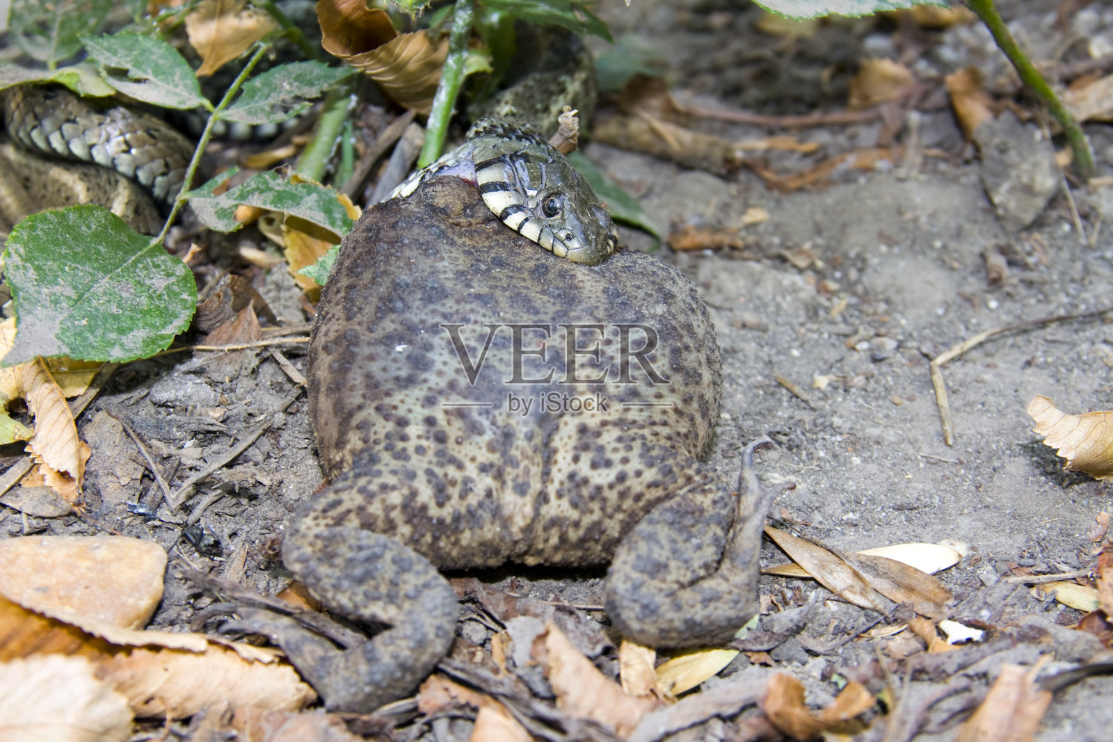 太大而不能吃照片摄影图片