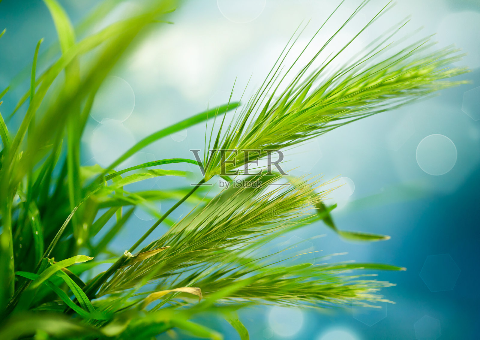 抽象的性质照片摄影图片