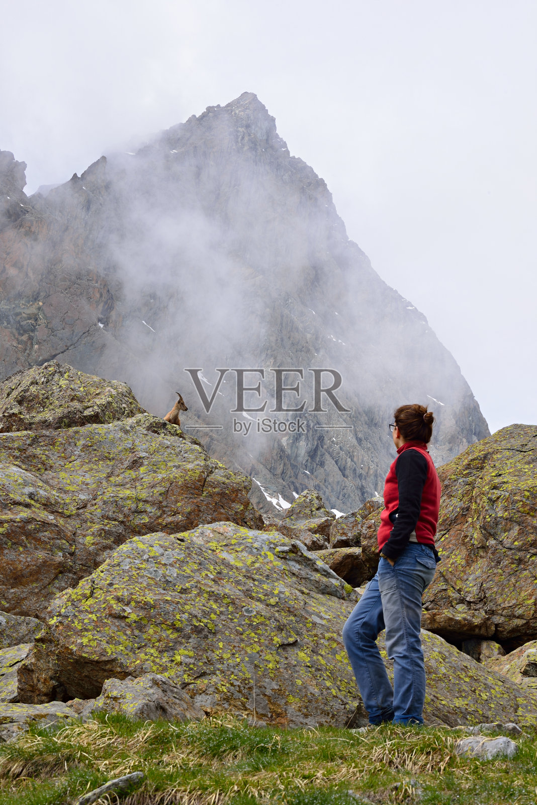 观看野生动物照片摄影图片