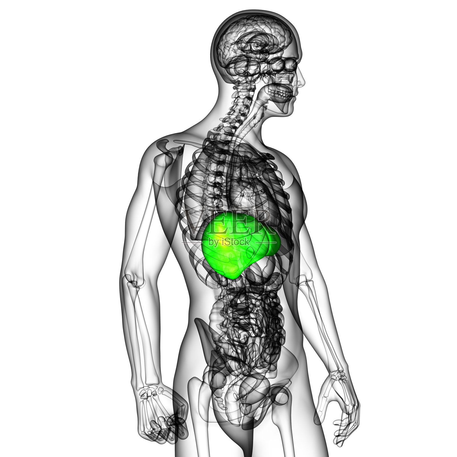 肝脏的3d渲染医学插图照片摄影图片