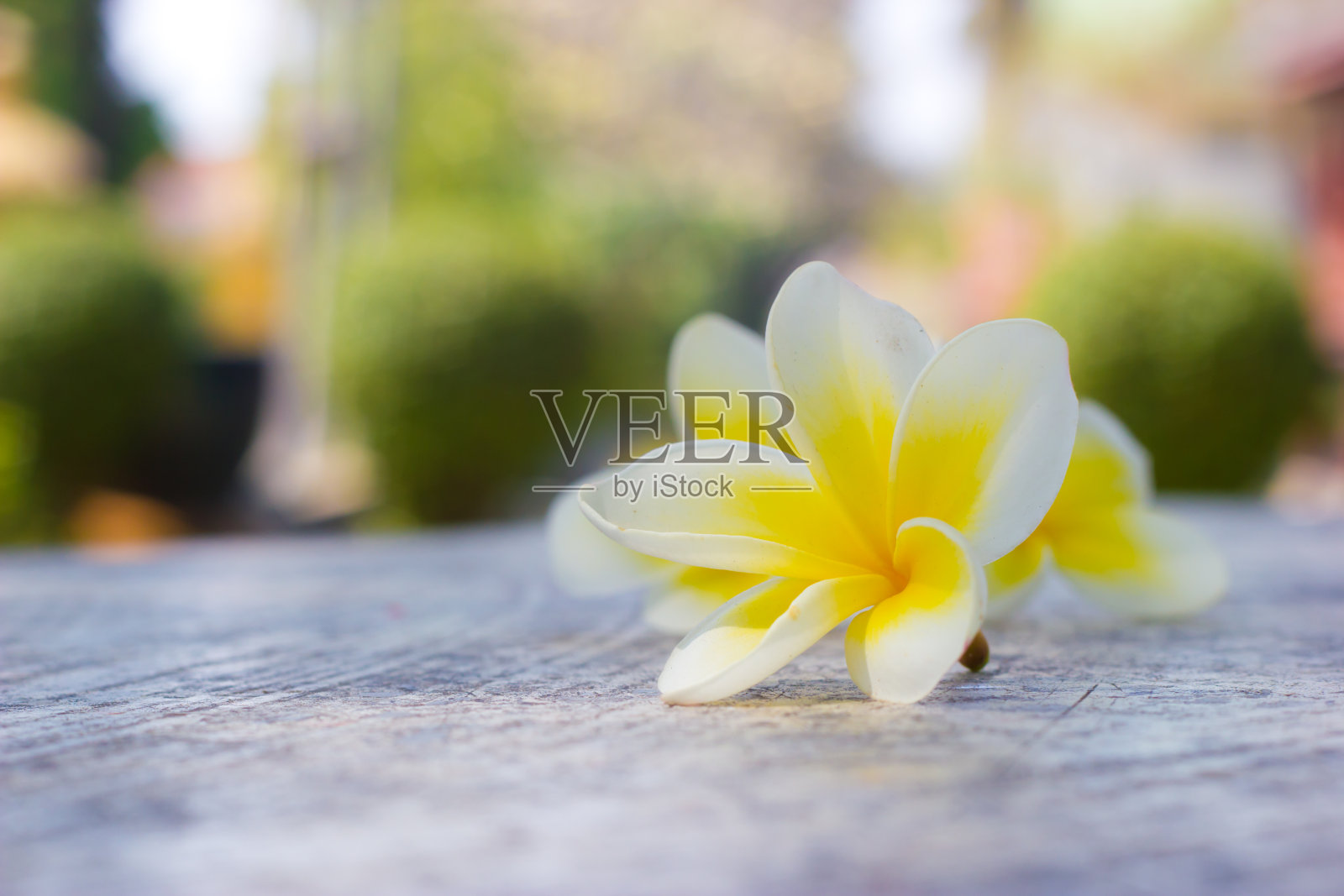 鸡蛋花热带花照片摄影图片