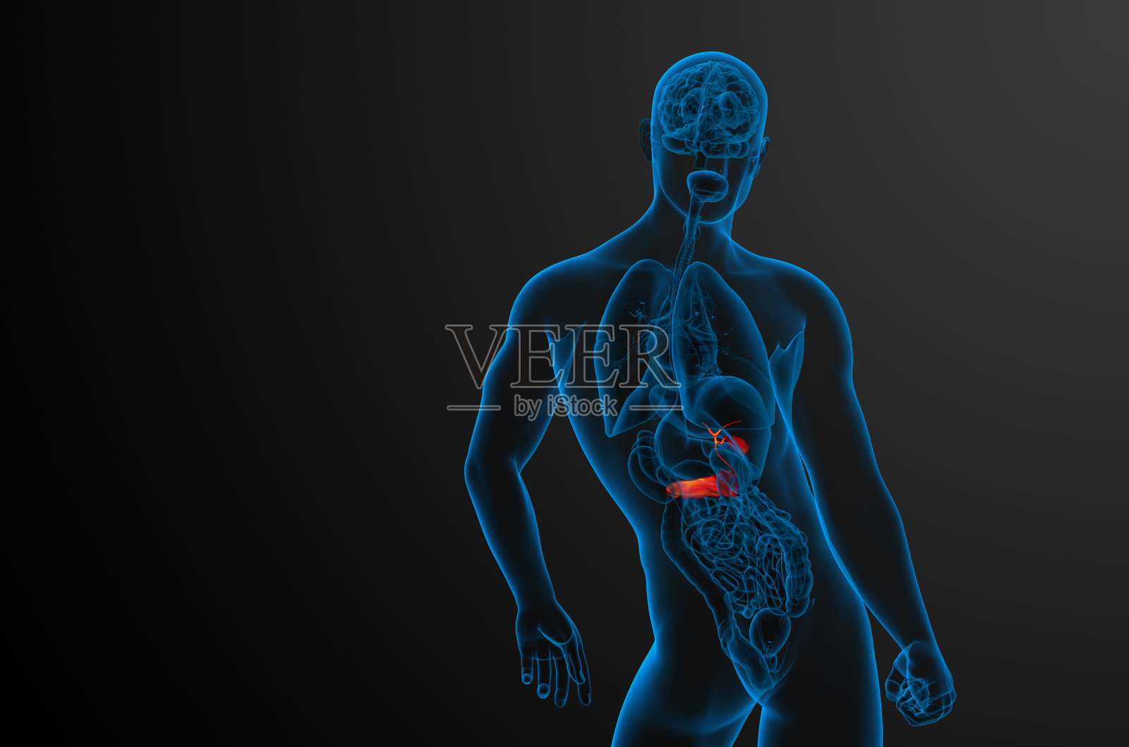 胆囊和胰脏的3d渲染医学插图照片摄影图片