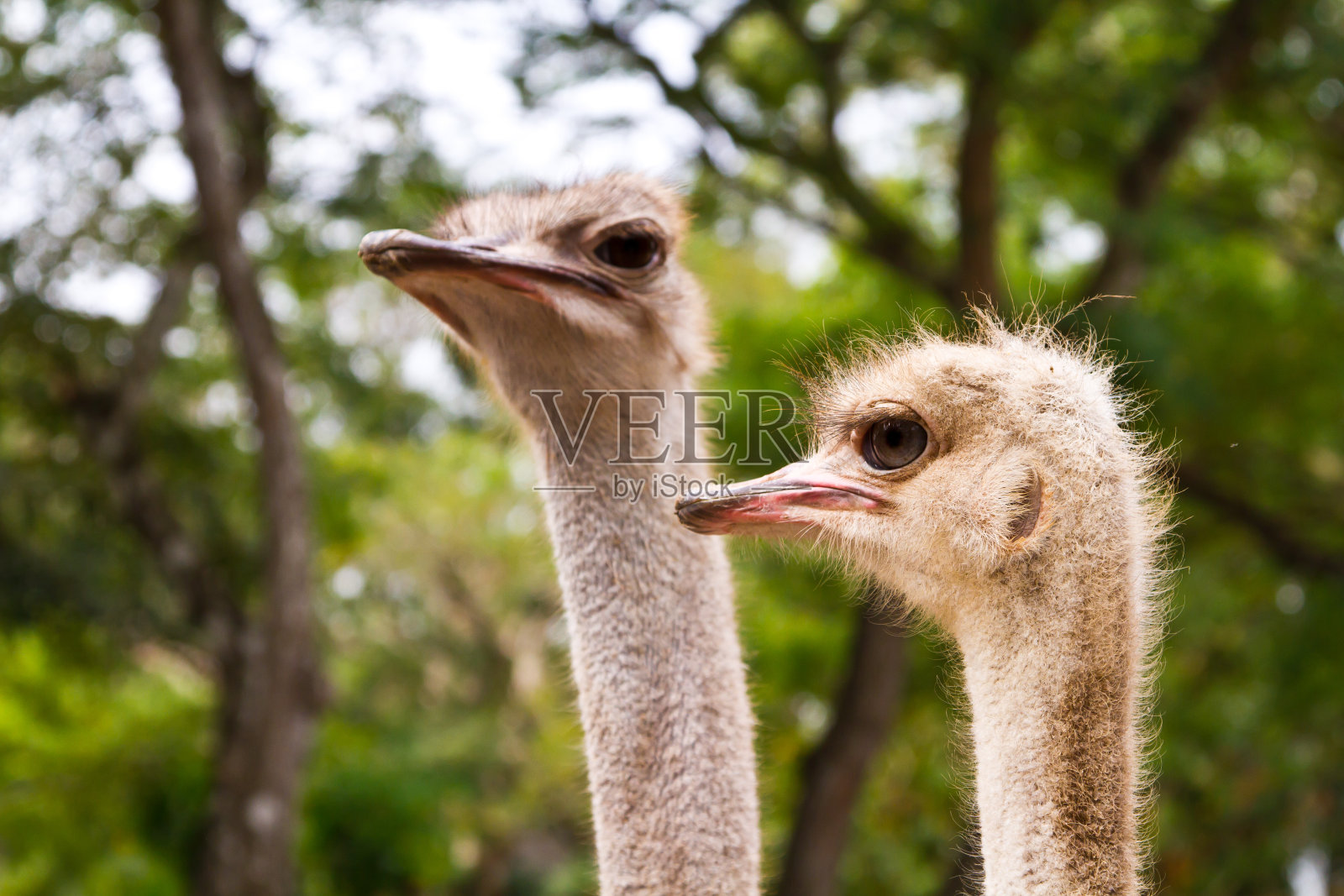 鸵鸟的头部特写镜头照片摄影图片
