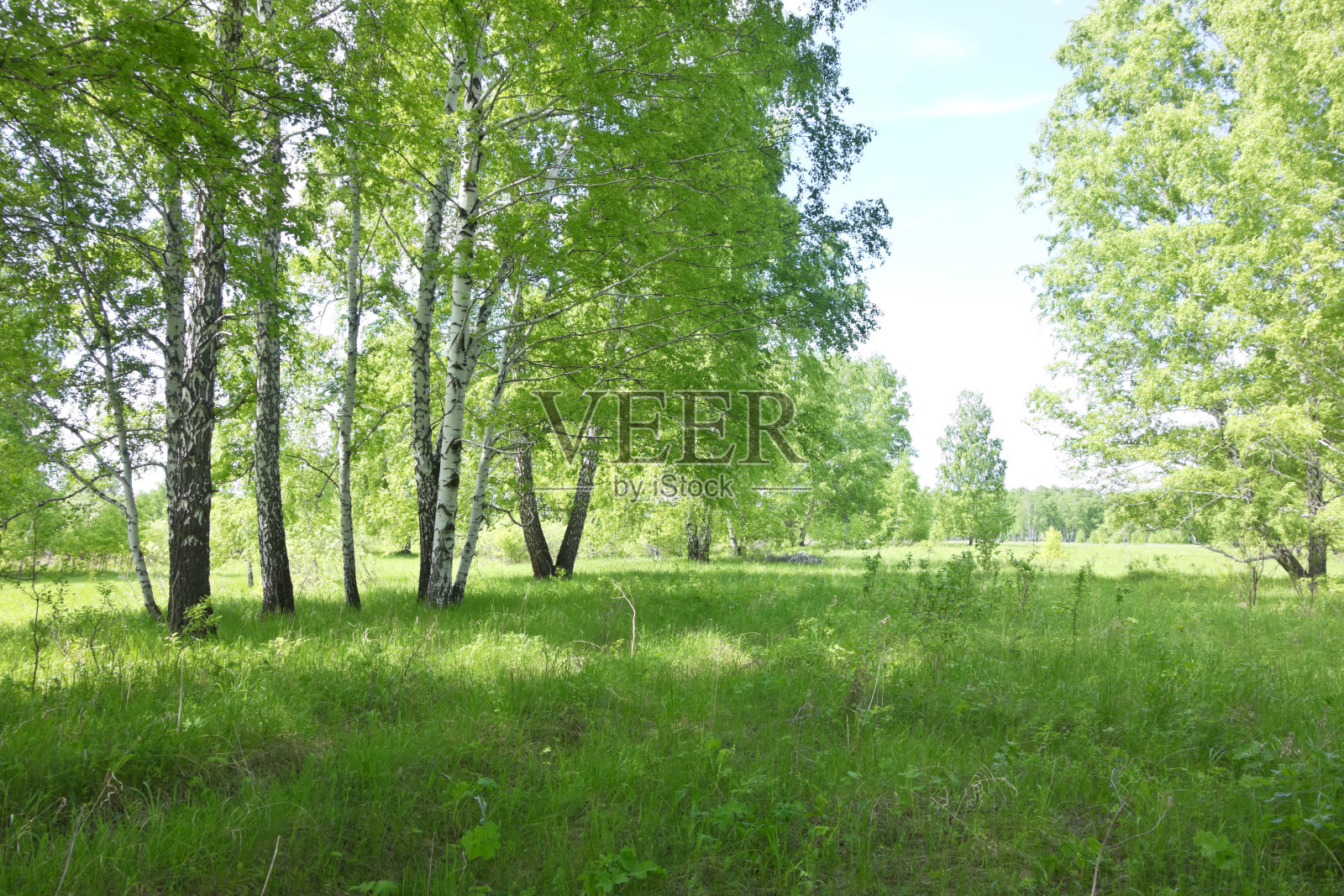 桦林照片摄影图片