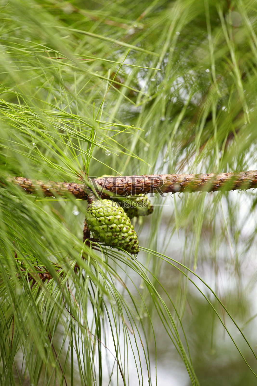 松树上的雨滴照片摄影图片