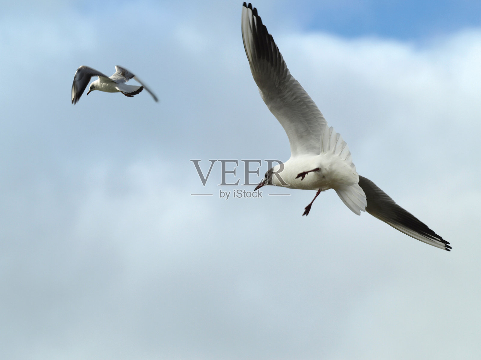 大风天里的海鸥照片摄影图片