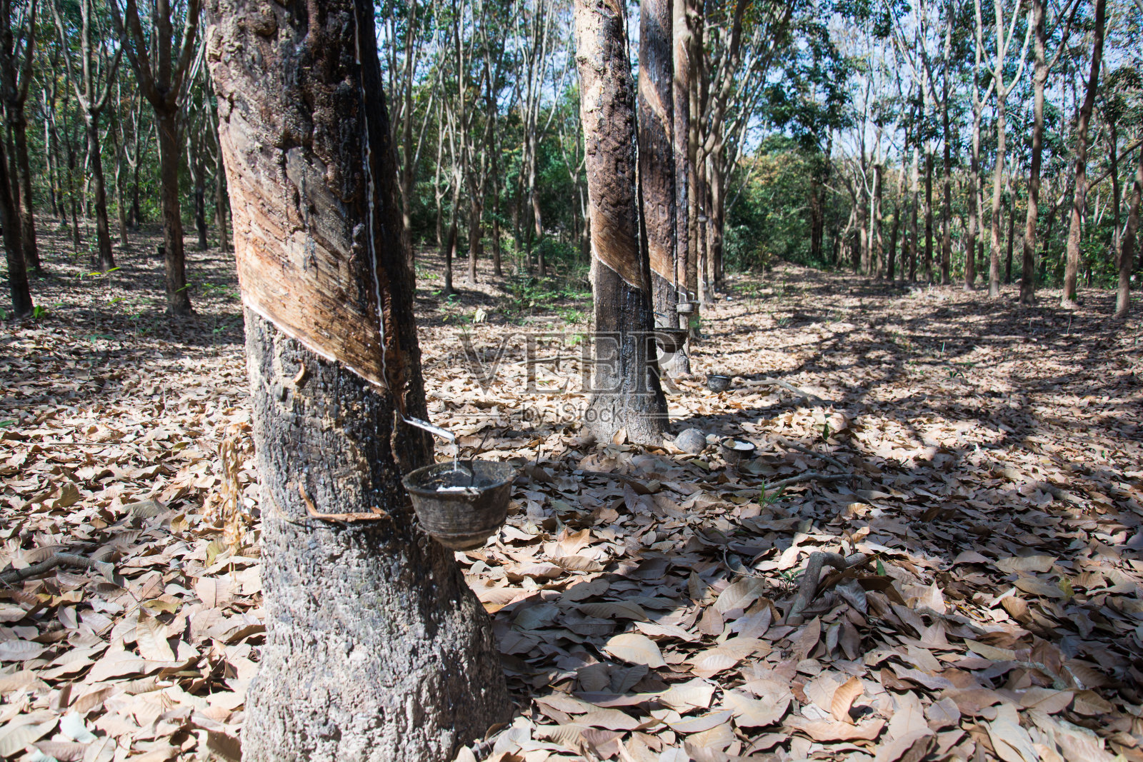 橡胶收割照片摄影图片