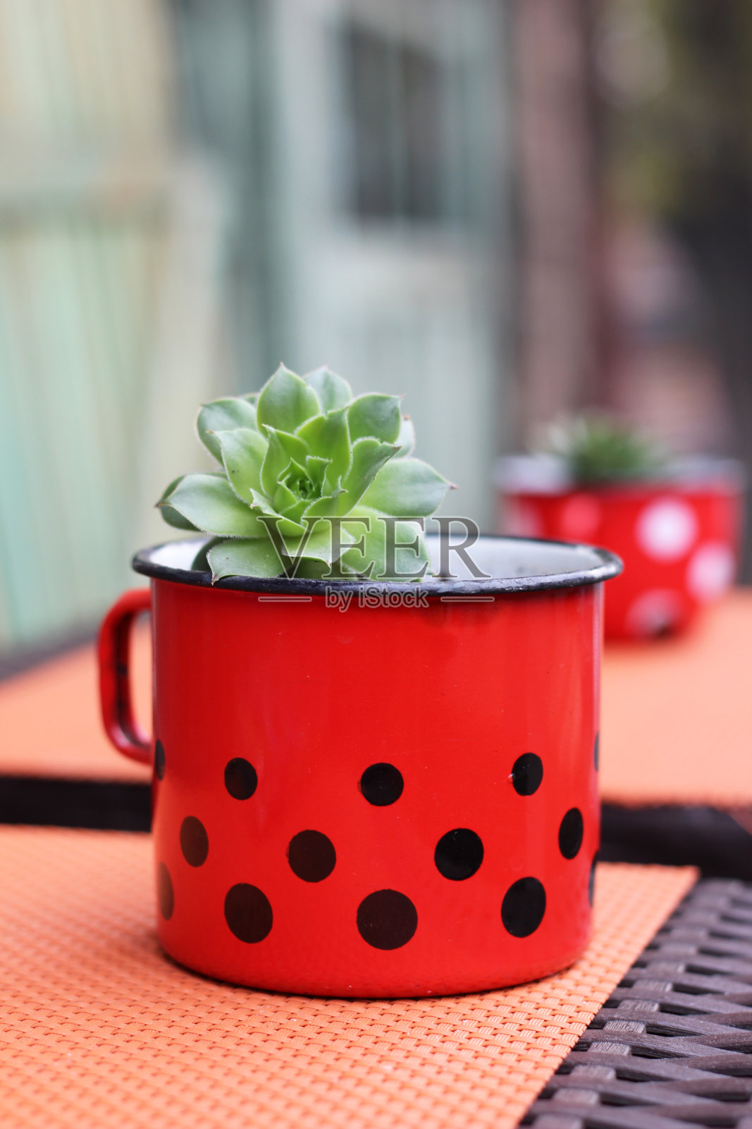 sempervivum多汁照片摄影图片