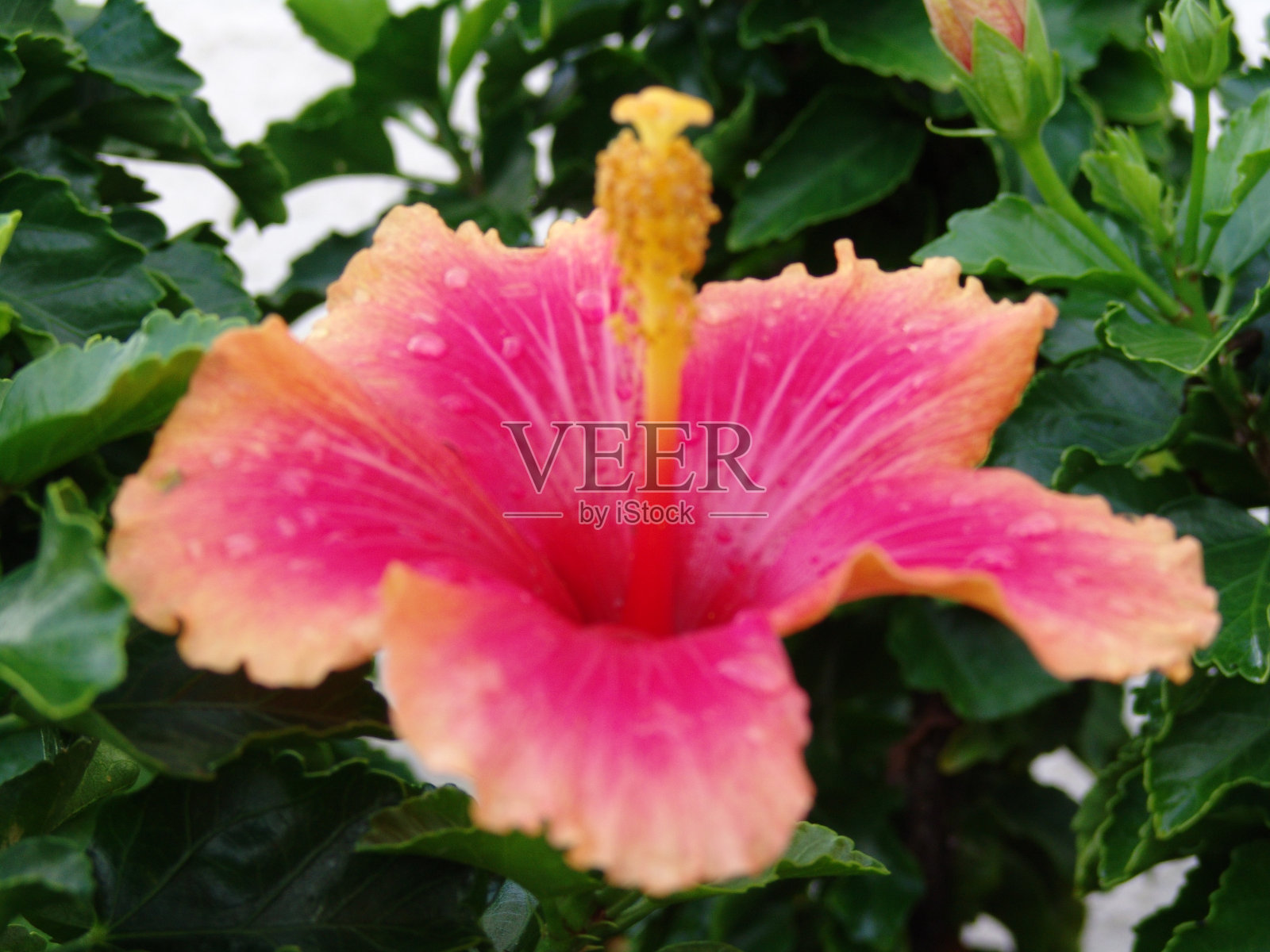 芙蓉两花照片摄影图片