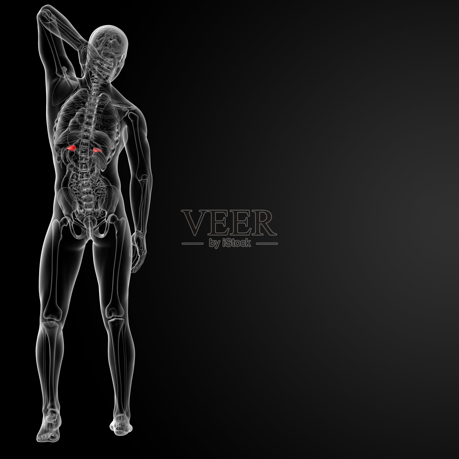 肾上腺内部器官照片摄影图片