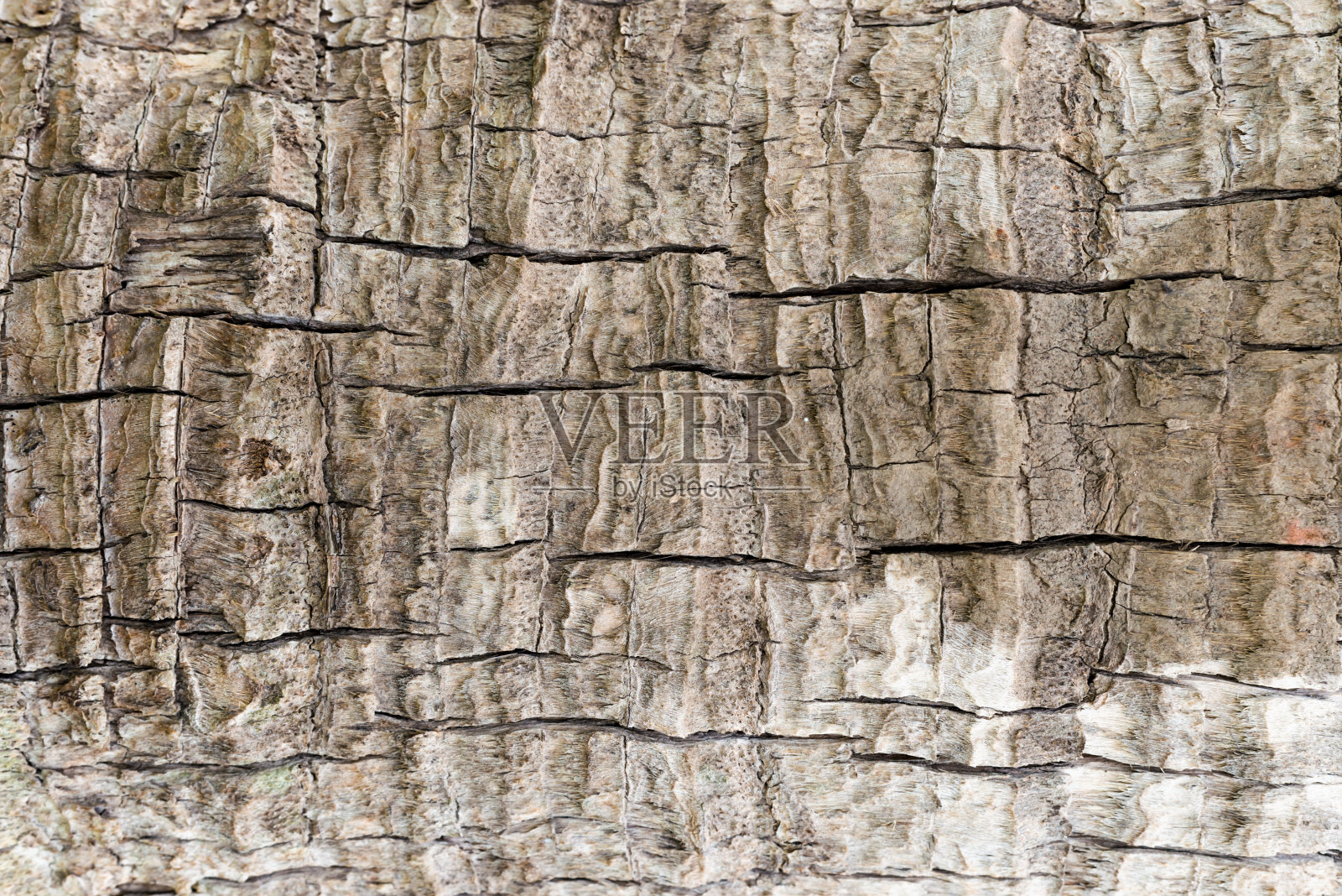 树皮纹理照片摄影图片