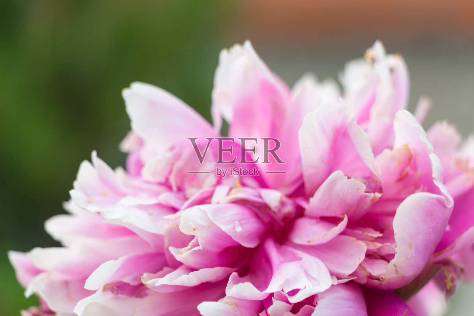 鲜艳的粉红色和白色牡丹夏季开花照片摄影图片