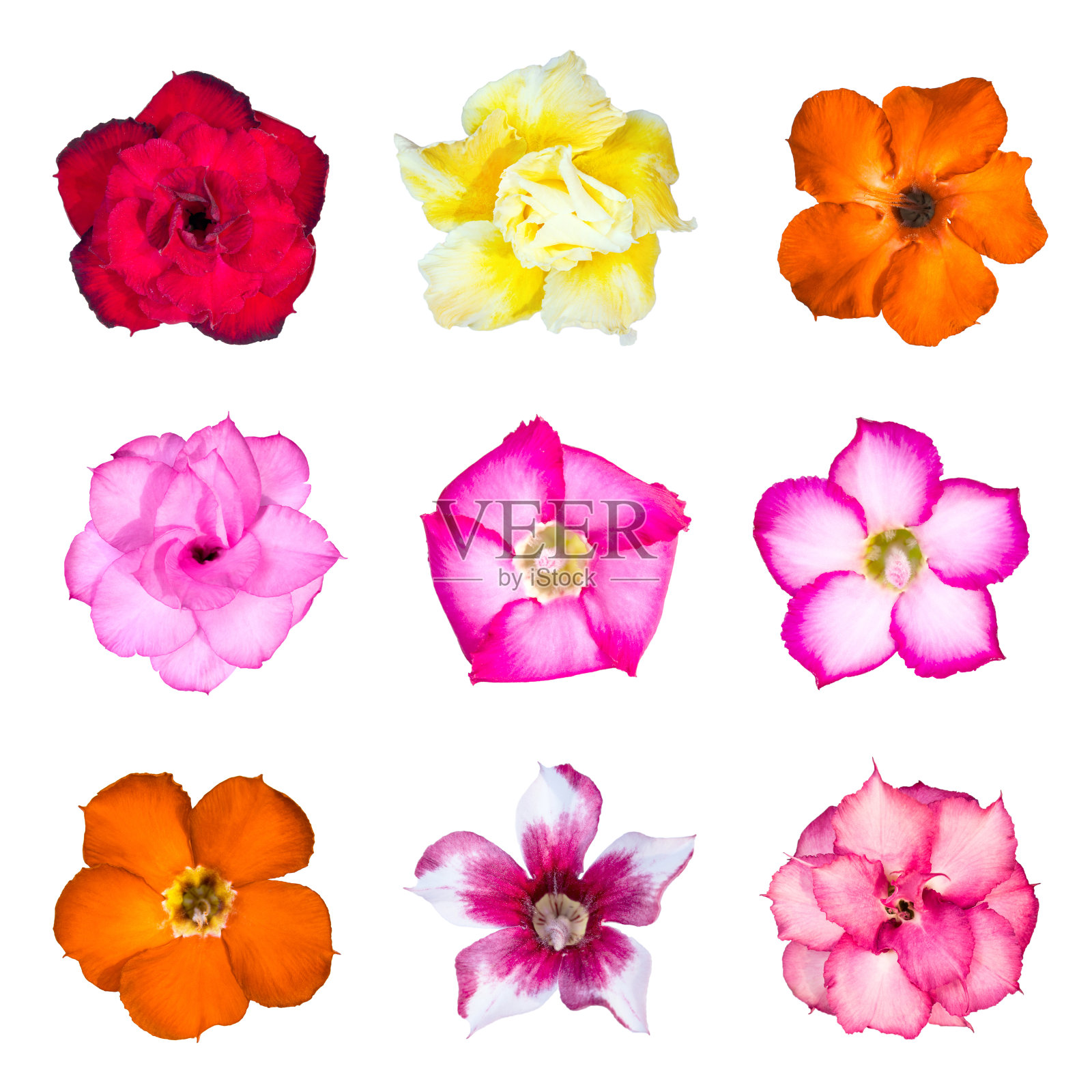 一组杜鹃花照片摄影图片