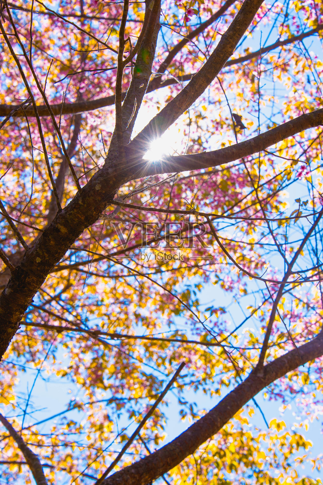 樱花盛开在清莱邦空山，照片摄影图片