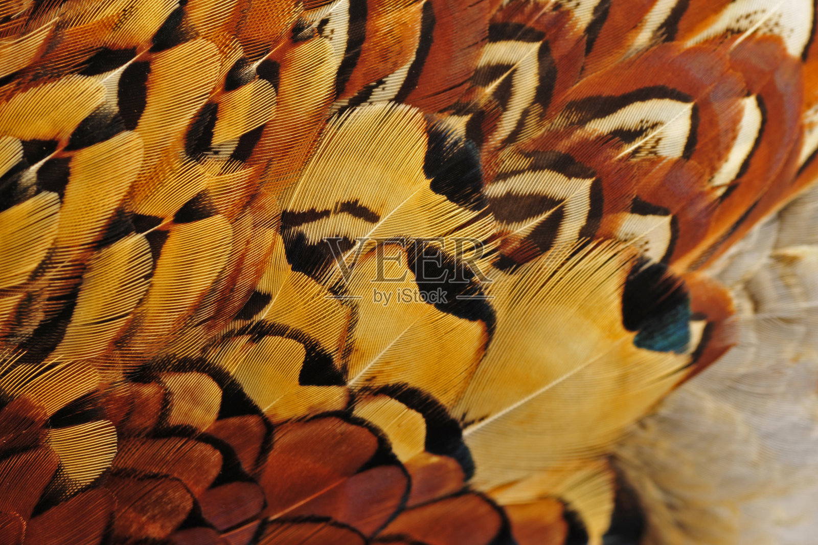 纹理野鸡羽毛照片摄影图片