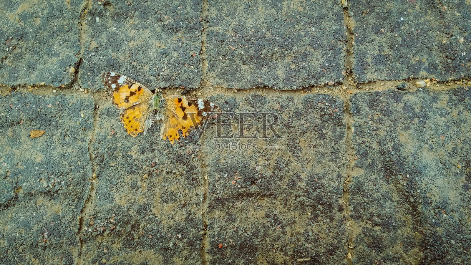 人行道上的死橙色蝴蝶照片摄影图片