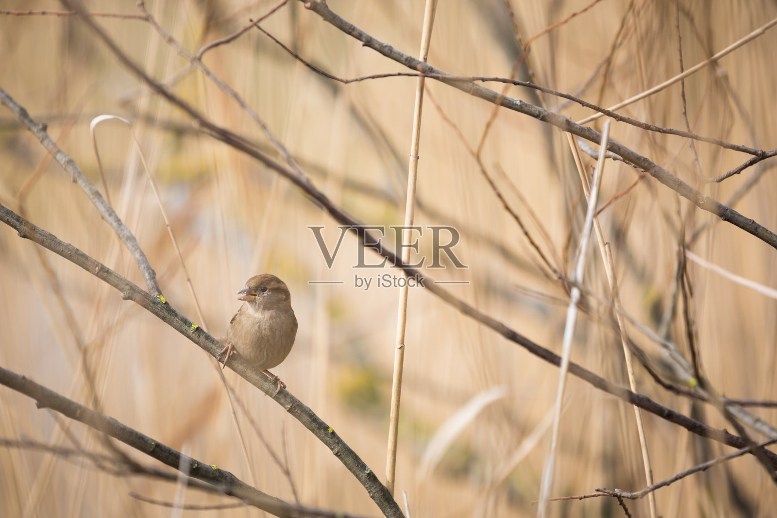 家麻雀(家麻雀)照片摄影图片