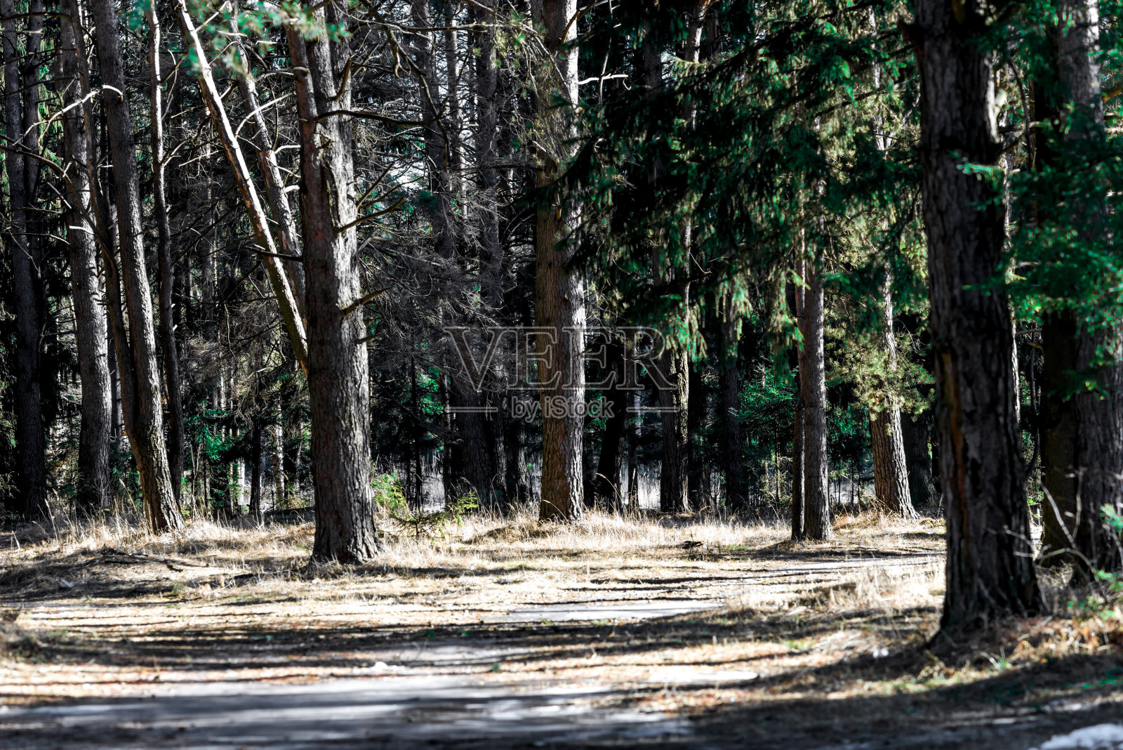 阳光下的针叶林照片摄影图片